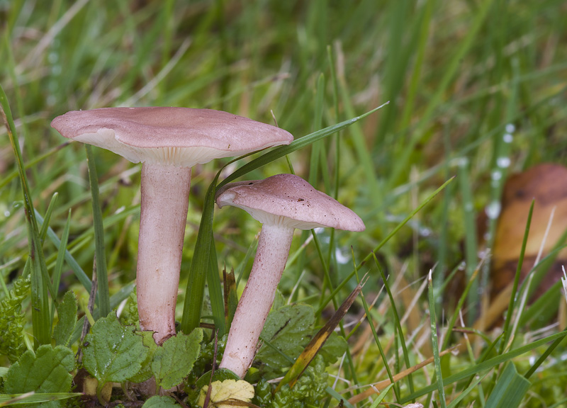 Rugosomyces carneus